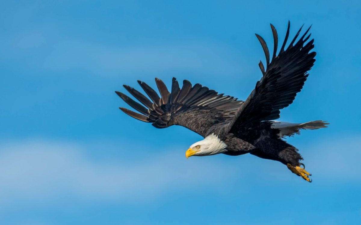 Fly High Like an American Eagle